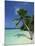 Palm Tree on a Tropical Beach on Embudu in the Maldive Islands, Indian Ocean-Fraser Hall-Mounted Photographic Print