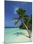 Palm Tree on a Tropical Beach on Embudu in the Maldive Islands, Indian Ocean-Fraser Hall-Mounted Photographic Print