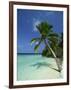 Palm Tree on a Tropical Beach on Embudu in the Maldive Islands, Indian Ocean-Fraser Hall-Framed Photographic Print