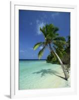 Palm Tree on a Tropical Beach on Embudu in the Maldive Islands, Indian Ocean-Fraser Hall-Framed Photographic Print