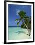 Palm Tree on a Tropical Beach on Embudu in the Maldive Islands, Indian Ocean-Fraser Hall-Framed Photographic Print