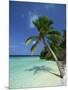 Palm Tree on a Tropical Beach on Embudu in the Maldive Islands, Indian Ocean-Fraser Hall-Mounted Photographic Print