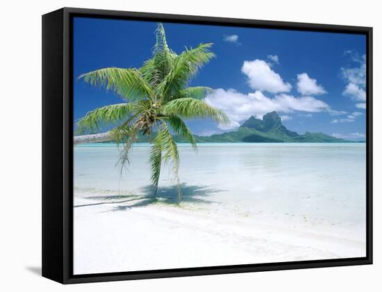 Palm Tree on a Tropical Beach-null-Framed Stretched Canvas