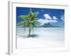 Palm Tree on a Tropical Beach-null-Framed Photographic Print