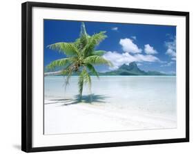 Palm Tree on a Tropical Beach-null-Framed Photographic Print