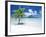 Palm Tree on a Tropical Beach-null-Framed Photographic Print