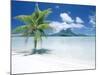Palm Tree on a Tropical Beach-null-Mounted Photographic Print