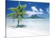 Palm Tree on a Tropical Beach-null-Stretched Canvas