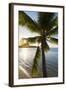 Palm Tree on Beach at Hauru Point, Mo'Orea, Society Islands, French Polynesia-Ian Trower-Framed Photographic Print