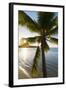 Palm Tree on Beach at Hauru Point, Mo'Orea, Society Islands, French Polynesia-Ian Trower-Framed Photographic Print