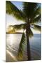 Palm Tree on Beach at Hauru Point, Mo'Orea, Society Islands, French Polynesia-Ian Trower-Mounted Photographic Print