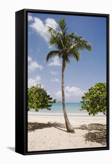 Palm Tree on Beach at Magens Bay-Macduff Everton-Framed Stretched Canvas