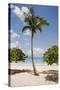 Palm Tree on Beach at Magens Bay-Macduff Everton-Stretched Canvas