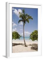 Palm Tree on Beach at Magens Bay-Macduff Everton-Framed Photographic Print