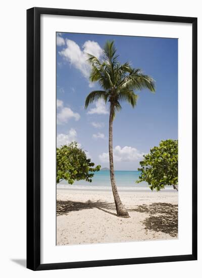 Palm Tree on Beach at Magens Bay-Macduff Everton-Framed Photographic Print