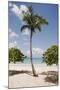 Palm Tree on Beach at Magens Bay-Macduff Everton-Mounted Photographic Print