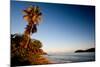 Palm Tree on Beach at Sunset, Culebra Island, Puerto Rico-null-Mounted Photographic Print