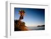 Palm Tree on Beach at Sunset, Culebra Island, Puerto Rico-null-Framed Photographic Print