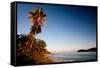 Palm Tree on Beach at Sunset, Culebra Island, Puerto Rico-null-Framed Stretched Canvas