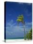 Palm Tree on Beach on the Island of Nakatchafushi in the Maldive Islands, Indian Ocean-Robert Harding-Stretched Canvas