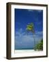 Palm Tree on Beach on the Island of Nakatchafushi in the Maldive Islands, Indian Ocean-Robert Harding-Framed Photographic Print
