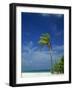 Palm Tree on Beach on the Island of Nakatchafushi in the Maldive Islands, Indian Ocean-Robert Harding-Framed Photographic Print