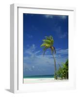 Palm Tree on Beach on the Island of Nakatchafushi in the Maldive Islands, Indian Ocean-Robert Harding-Framed Photographic Print