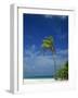 Palm Tree on Beach on the Island of Nakatchafushi in the Maldive Islands, Indian Ocean-Robert Harding-Framed Photographic Print