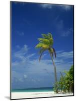 Palm Tree on Beach on the Island of Nakatchafushi in the Maldive Islands, Indian Ocean-Robert Harding-Mounted Photographic Print