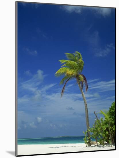 Palm Tree on Beach on the Island of Nakatchafushi in the Maldive Islands, Indian Ocean-Robert Harding-Mounted Photographic Print