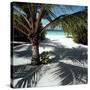 Palm Tree on Sandy Beach-null-Stretched Canvas