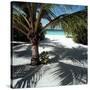 Palm Tree on Sandy Beach-null-Stretched Canvas