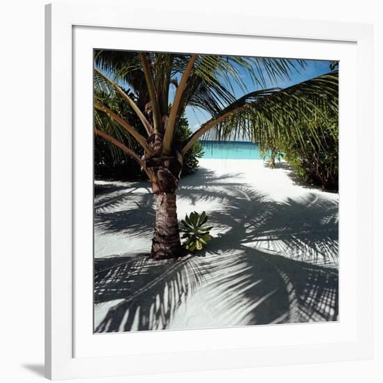 Palm Tree on Sandy Beach-null-Framed Photographic Print