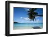 Palm tree on the beach, Bora Bora, Society Islands, French Polynesia-Panoramic Images-Framed Photographic Print