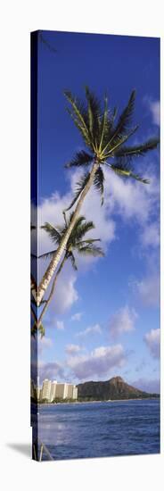 Palm Tree on the Beach, Diamond Head, Waikiki Beach, Honolulu, Oahu, Hawaii, Usa-null-Stretched Canvas