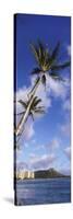 Palm Tree on the Beach, Diamond Head, Waikiki Beach, Honolulu, Oahu, Hawaii, Usa-null-Stretched Canvas