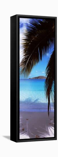 Palm Tree on the Beach, Maho Bay, Virgin Islands National Park, St. John, Us Virgin Islands-null-Framed Stretched Canvas