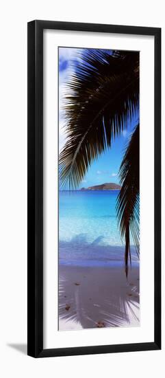 Palm Tree on the Beach, Maho Bay, Virgin Islands National Park, St. John, Us Virgin Islands-null-Framed Premium Photographic Print