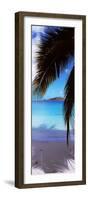 Palm Tree on the Beach, Maho Bay, Virgin Islands National Park, St. John, Us Virgin Islands-null-Framed Photographic Print