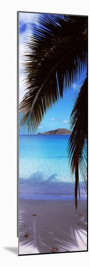 Palm Tree on the Beach, Maho Bay, Virgin Islands National Park, St. John, Us Virgin Islands-null-Mounted Photographic Print