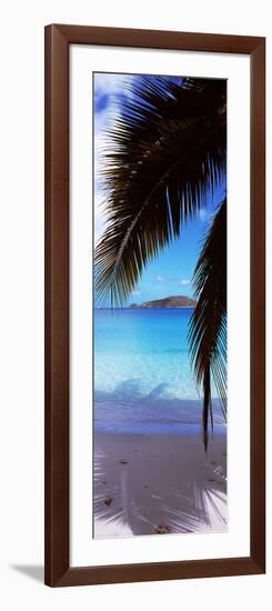 Palm Tree on the Beach, Maho Bay, Virgin Islands National Park, St. John, Us Virgin Islands-null-Framed Photographic Print