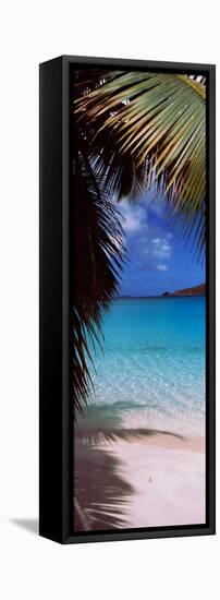 Palm Tree on the Beach, Maho Bay, Virgin Islands National Park, St. John, Us Virgin Islands-null-Framed Stretched Canvas