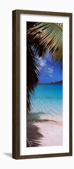 Palm Tree on the Beach, Maho Bay, Virgin Islands National Park, St. John, Us Virgin Islands-null-Framed Photographic Print