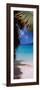 Palm Tree on the Beach, Maho Bay, Virgin Islands National Park, St. John, Us Virgin Islands-null-Framed Photographic Print