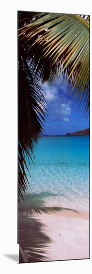 Palm Tree on the Beach, Maho Bay, Virgin Islands National Park, St. John, Us Virgin Islands-null-Mounted Photographic Print