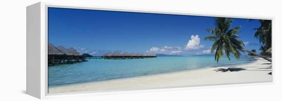 Palm Tree on the Beach, Moana Beach, Bora Bora, Tahiti, French Polynesia-null-Framed Stretched Canvas