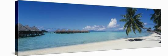 Palm Tree on the Beach, Moana Beach, Bora Bora, Tahiti, French Polynesia-null-Stretched Canvas