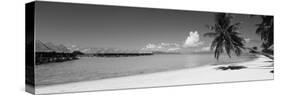 Palm Tree on the Beach, Moana Beach, Bora Bora, Tahiti, French Polynesia-null-Stretched Canvas