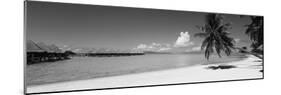 Palm Tree on the Beach, Moana Beach, Bora Bora, Tahiti, French Polynesia-null-Mounted Photographic Print