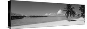 Palm Tree on the Beach, Moana Beach, Bora Bora, Tahiti, French Polynesia-null-Stretched Canvas
